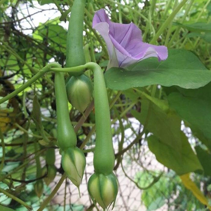 Clove Bean Seeds